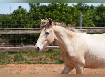 Lusitano Mix, Merrie, 1 Jaar, 140 cm, Pearl