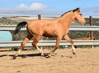 Lusitano, Merrie, 1 Jaar, 145 cm, Falbe