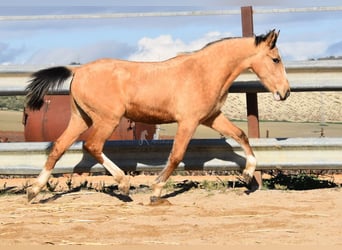 Lusitano, Merrie, 1 Jaar, 145 cm, Falbe