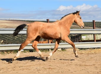 Lusitano, Merrie, 1 Jaar, 145 cm, Falbe