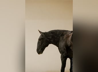 Lusitano, Merrie, 1 Jaar, 145 cm, Zwartschimmel