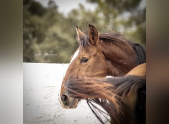 Lusitano, Merrie, 1 Jaar, 158 cm, Bruin