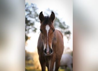 Lusitano, Merrie, 1 Jaar, 158 cm, Bruin