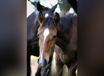 Lusitano, Merrie, 1 Jaar, 158 cm, Bruin