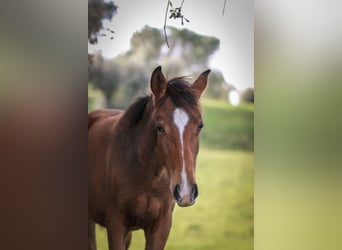 Lusitano, Merrie, 1 Jaar, 158 cm, Bruin