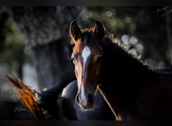 Lusitano, Merrie, 1 Jaar, 158 cm, Bruin