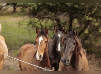 Lusitano, Merrie, 1 Jaar, 158 cm, Bruin