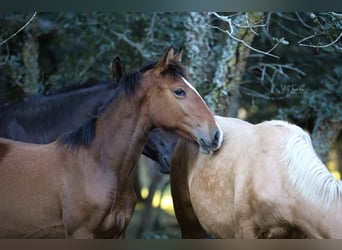 Lusitano, Merrie, 1 Jaar, 158 cm, Bruin