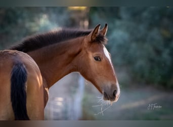 Lusitano, Merrie, 1 Jaar, 158 cm, Bruin