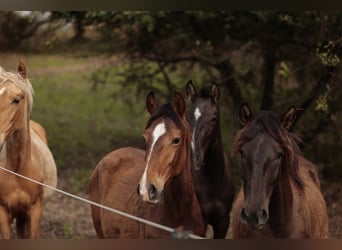 Lusitano, Merrie, 1 Jaar, 158 cm, Bruin