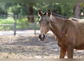 Lusitano, Merrie, 1 Jaar, 160 cm, Buckskin