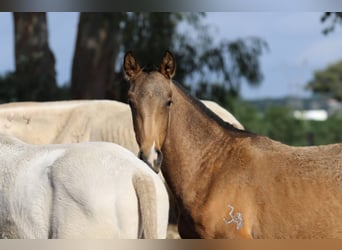 Lusitano, Merrie, 1 Jaar, 160 cm, Buckskin