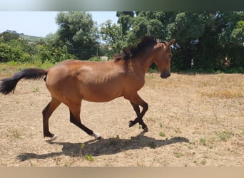 Lusitano, Merrie, 1 Jaar, 160 cm, Buckskin