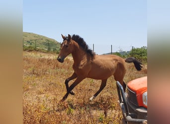 Lusitano, Merrie, 1 Jaar, 160 cm, Buckskin