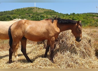 Lusitano, Merrie, 1 Jaar, 160 cm, Buckskin