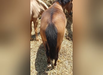 Lusitano, Merrie, 1 Jaar, 160 cm, Buckskin