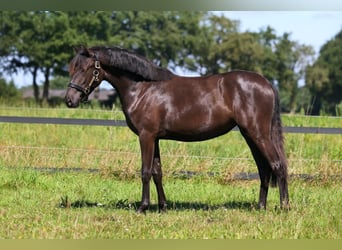 Lusitano, Merrie, 1 Jaar, 160 cm, Donkerbruin
