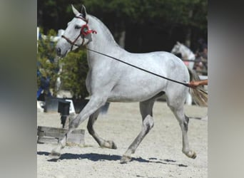 Lusitano, Merrie, 1 Jaar, 160 cm, Schimmel