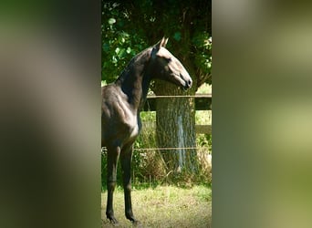 Lusitano, Merrie, 1 Jaar, 160 cm, Schimmel