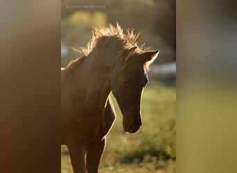 Lusitano Mix, Merrie, 1 Jaar, 160 cm, Zwart
