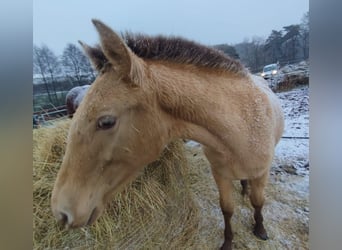 Lusitano Mix, Merrie, 1 Jaar, 162 cm, Pearl