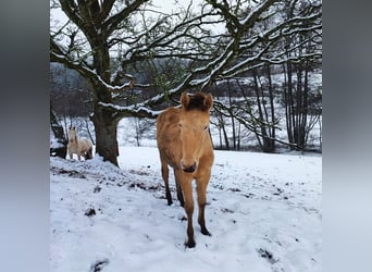Lusitano Mix, Merrie, 1 Jaar, 162 cm, Pearl