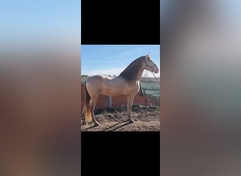 Lusitano Mix, Merrie, 1 Jaar, 162 cm, Pearl