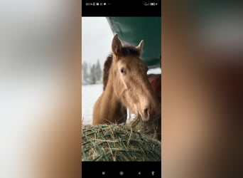 Lusitano Mix, Merrie, 1 Jaar, 162 cm, Pearl