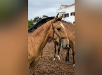 Lusitano, Merrie, 1 Jaar, 163 cm, Buckskin