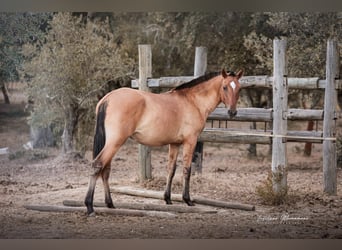 Lusitano Mix, Merrie, 1 Jaar, 163 cm, Falbe