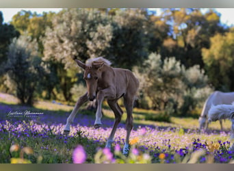 Lusitano, Merrie, 1 Jaar, 163 cm, Palomino