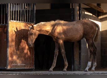 Lusitano, Merrie, 1 Jaar, 163 cm, Palomino