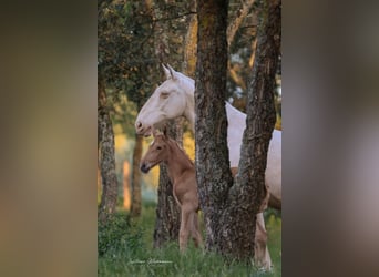 Lusitano, Merrie, 1 Jaar, 163 cm, Palomino