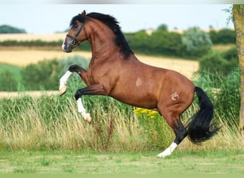 Lusitano Mix, Merrie, 1 Jaar, 165 cm, Donkere-vos