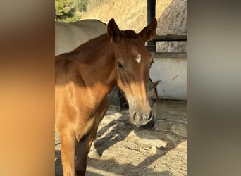 Lusitano Mix, Merrie, 1 Jaar, 165 cm, Donkere-vos