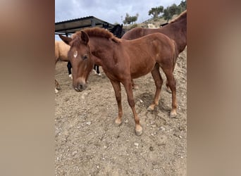 Lusitano Mix, Merrie, 1 Jaar, 165 cm, Donkere-vos