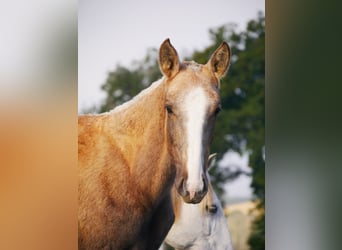 Lusitano, Merrie, 1 Jaar, 165 cm, Palomino