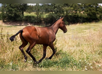 Lusitano, Merrie, 1 Jaar, Brauner
