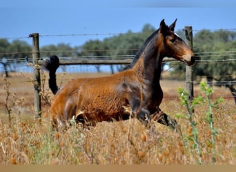 Lusitano, Merrie, 1 Jaar, Bruin
