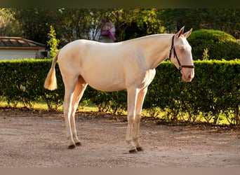 Lusitano, Merrie, 1 Jaar, Cremello