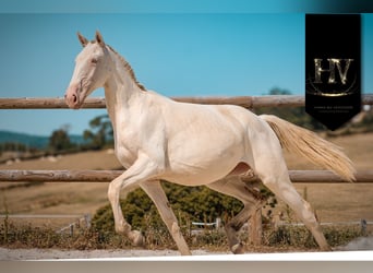 Lusitano, Merrie, 1 Jaar, Cremello
