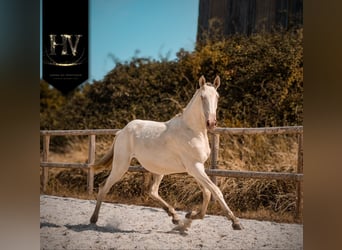 Lusitano, Merrie, 1 Jaar, Cremello