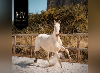 Lusitano, Merrie, 1 Jaar, Cremello