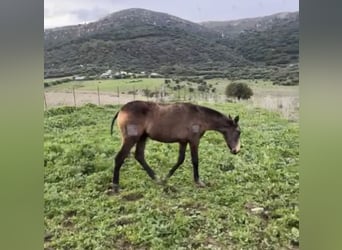 Lusitano, Merrie, 1 Jaar, Falbe