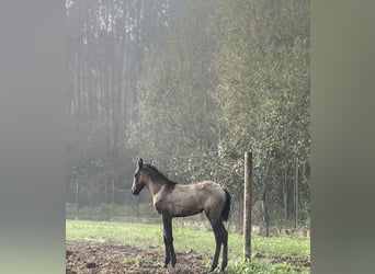 Lusitano, Merrie, 1 Jaar, Roodbruin