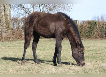 Lusitano Mix, Merrie, 1 Jaar, Zwartschimmel