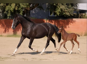Lusitano Mix, Merrie, 2 Jaar, 150 cm, Zwart
