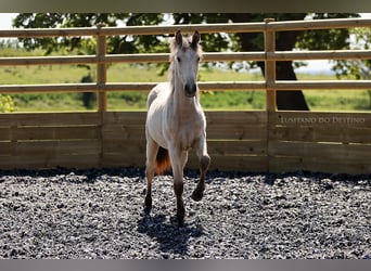 Lusitano Mix, Merrie, 2 Jaar, 155 cm, Falbe