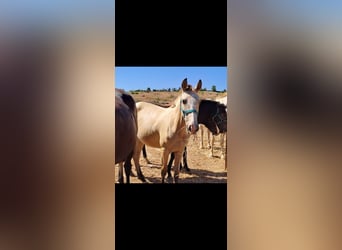 Lusitano, Merrie, 2 Jaar, 156 cm, Falbe