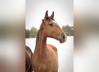 Lusitano, Merrie, 2 Jaar, 158 cm, Bruin